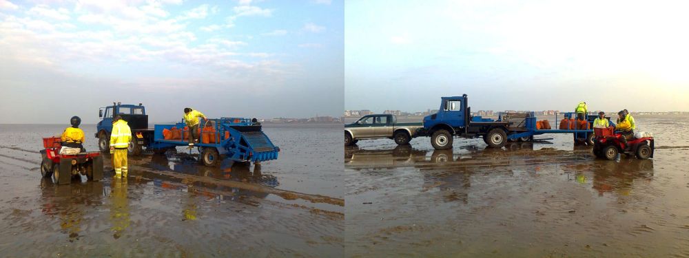 Beach Mog...with Cockles and Mussels Alive, Alive